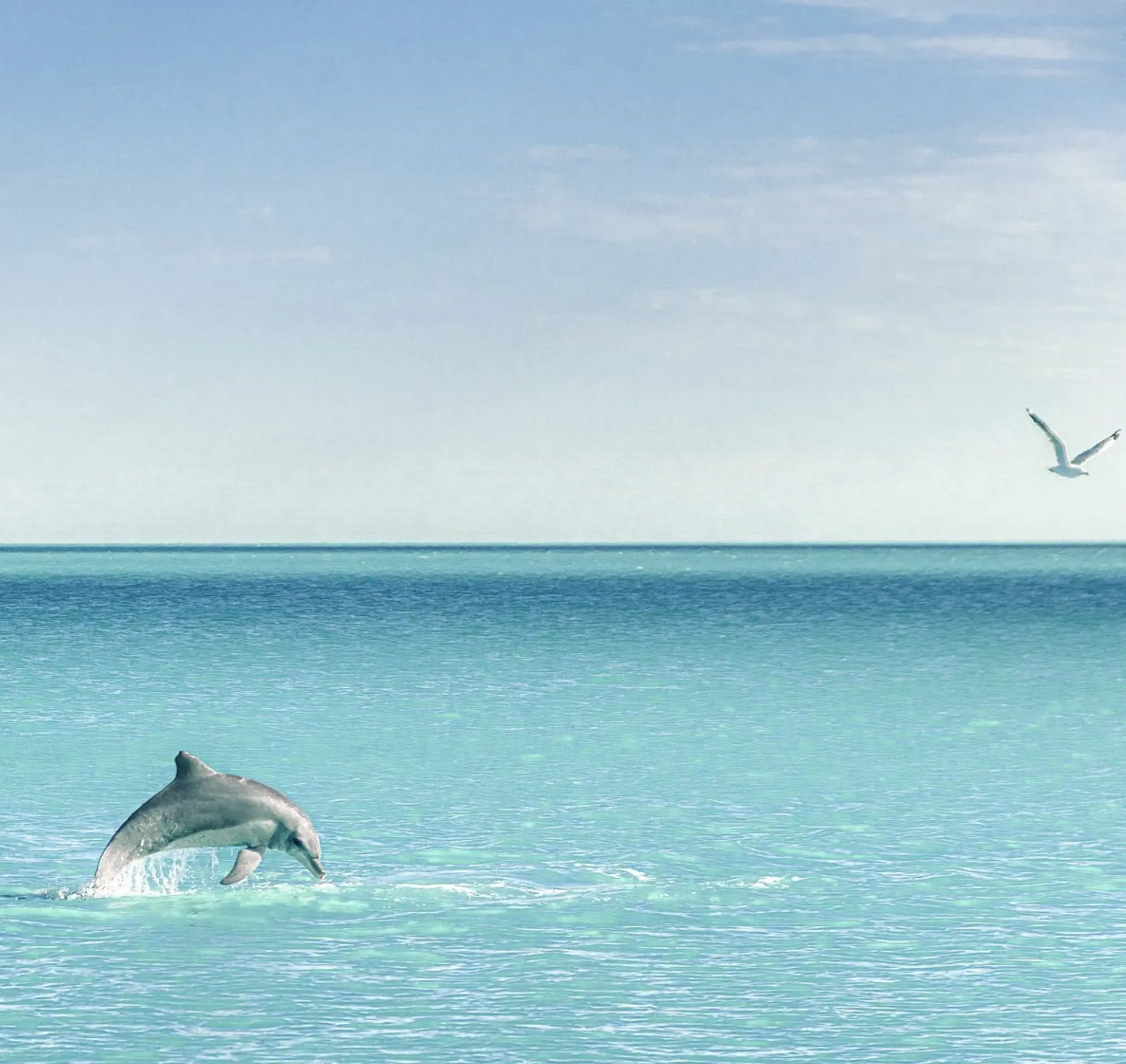 Dolphin Watching Australia