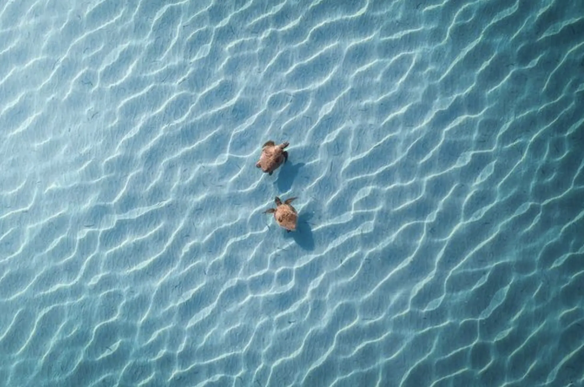 Shark Bay