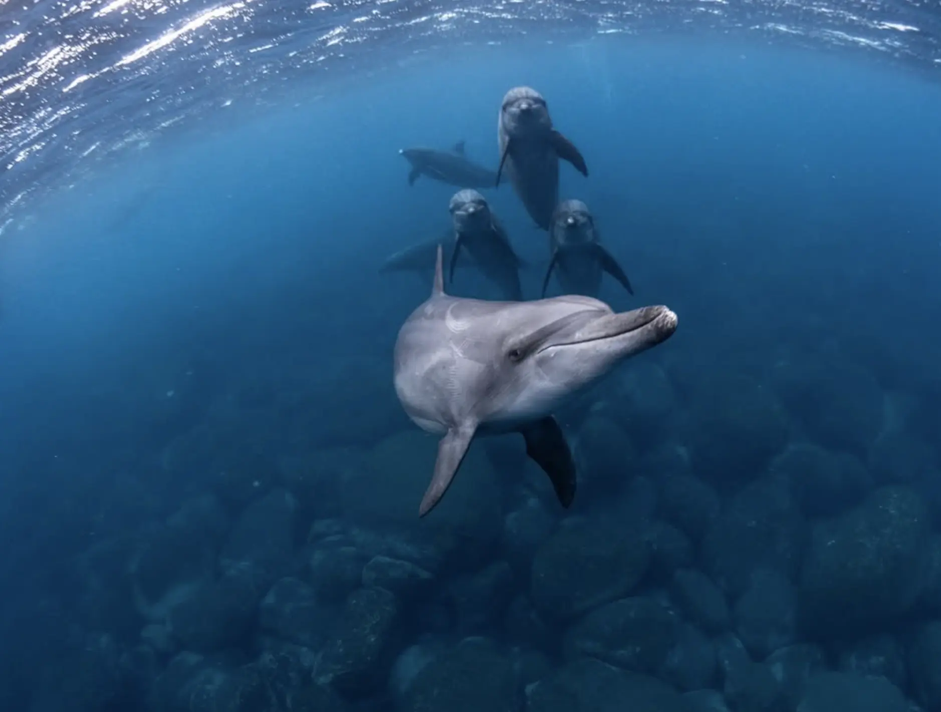 Wild Dolphins Monkey Mia
